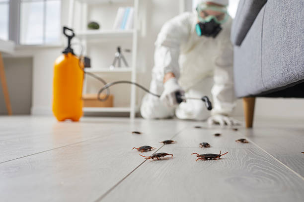Affordable Termite Control solutions in Jackson, CA